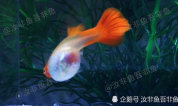 孔雀鱼生小鱼的视频